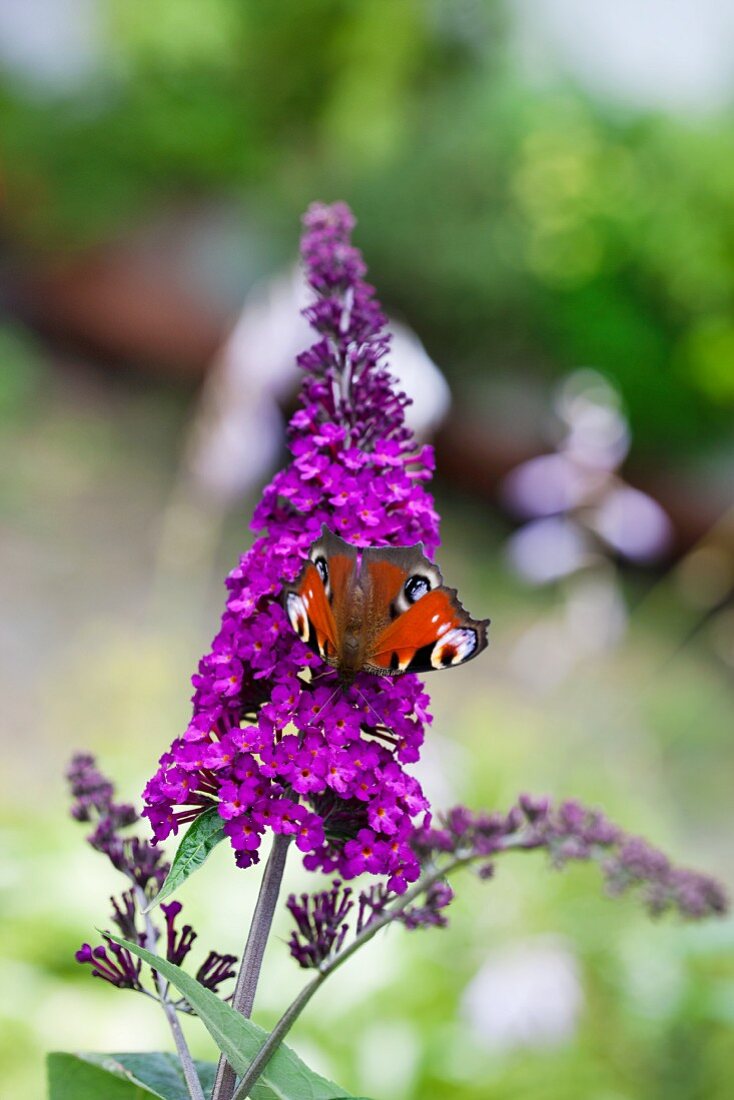 Schmetterling (Tagpfauenauge) auf Sommerflieder