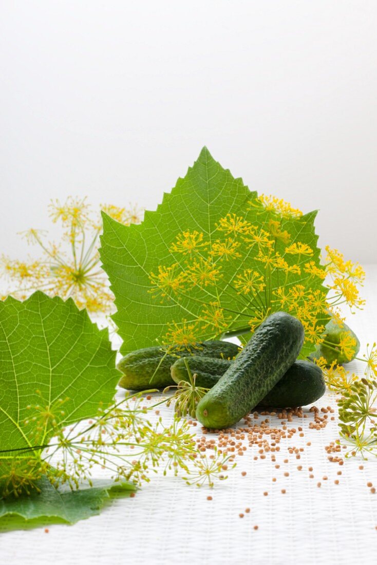 Frische Einlegegurken, Weinblätter, Dillblüten und Senfkörner