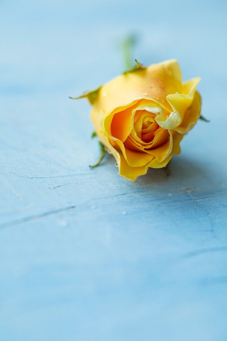 Yellow rose on light blue surface