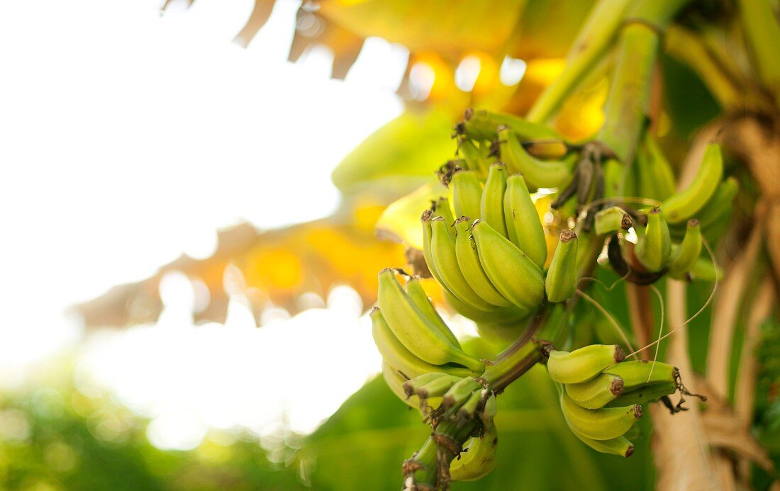 Bananen auf dem Baum