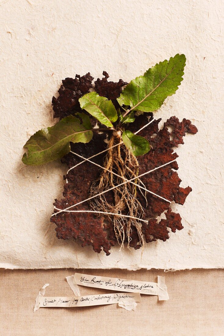 Young liquorice root plants