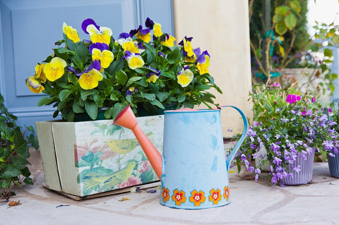 Bunte Giesskanne vor Blumenkasten mit blau-gelben Hornveilchen