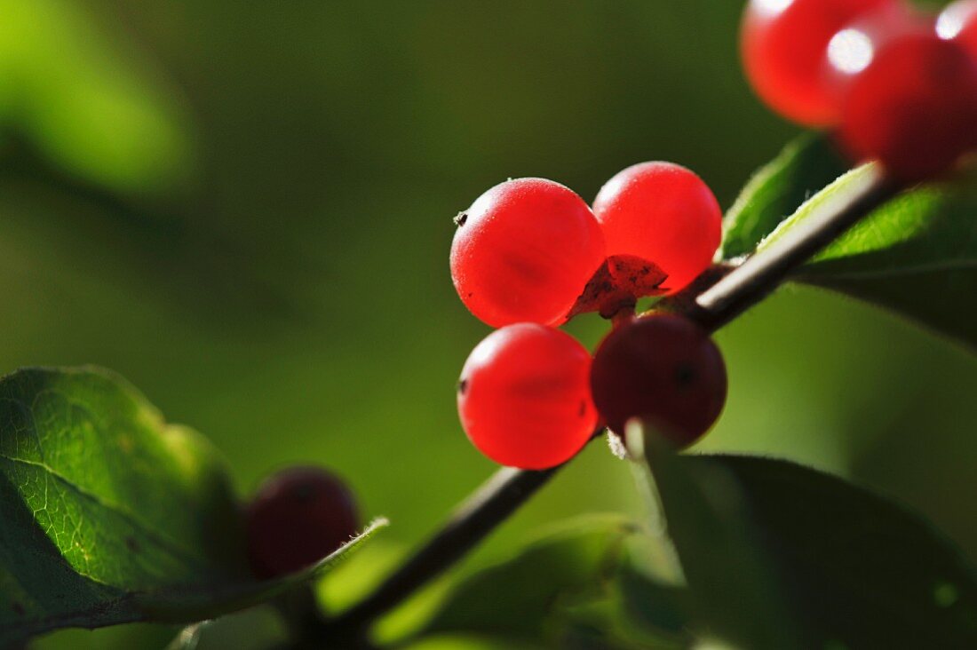 A close-up of red berries on a twig