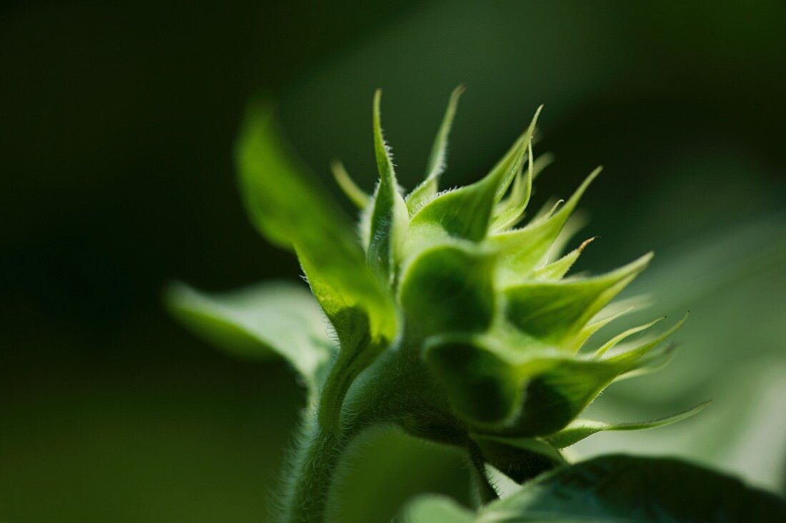 Close-up of green flower bud