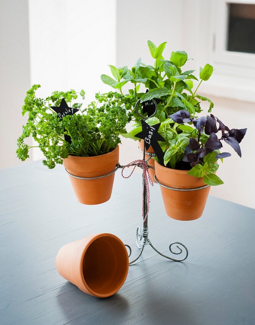 Pots of herbs in a stand