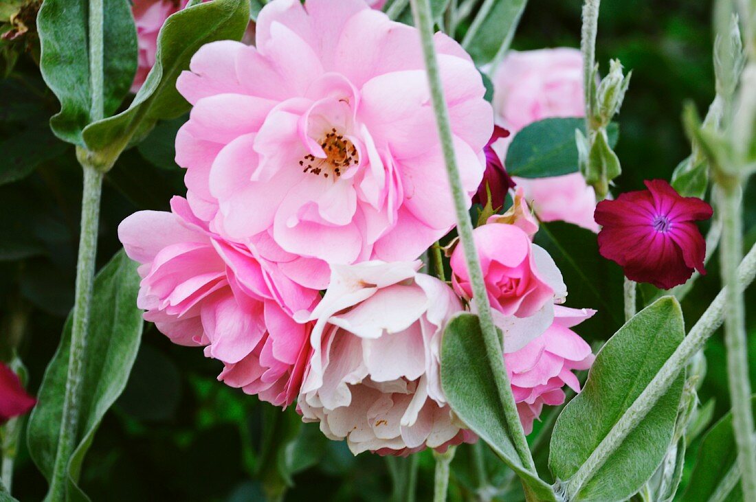 Pink roses and deep pink carnations in garden (close-up)