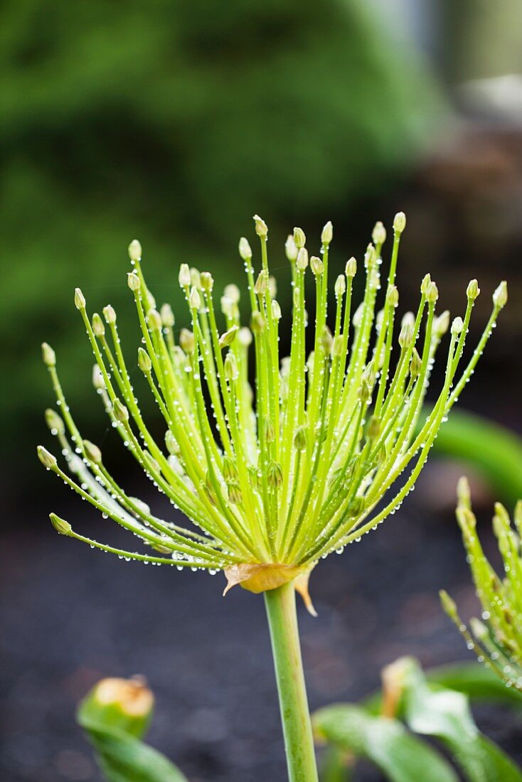 A flower after the rain