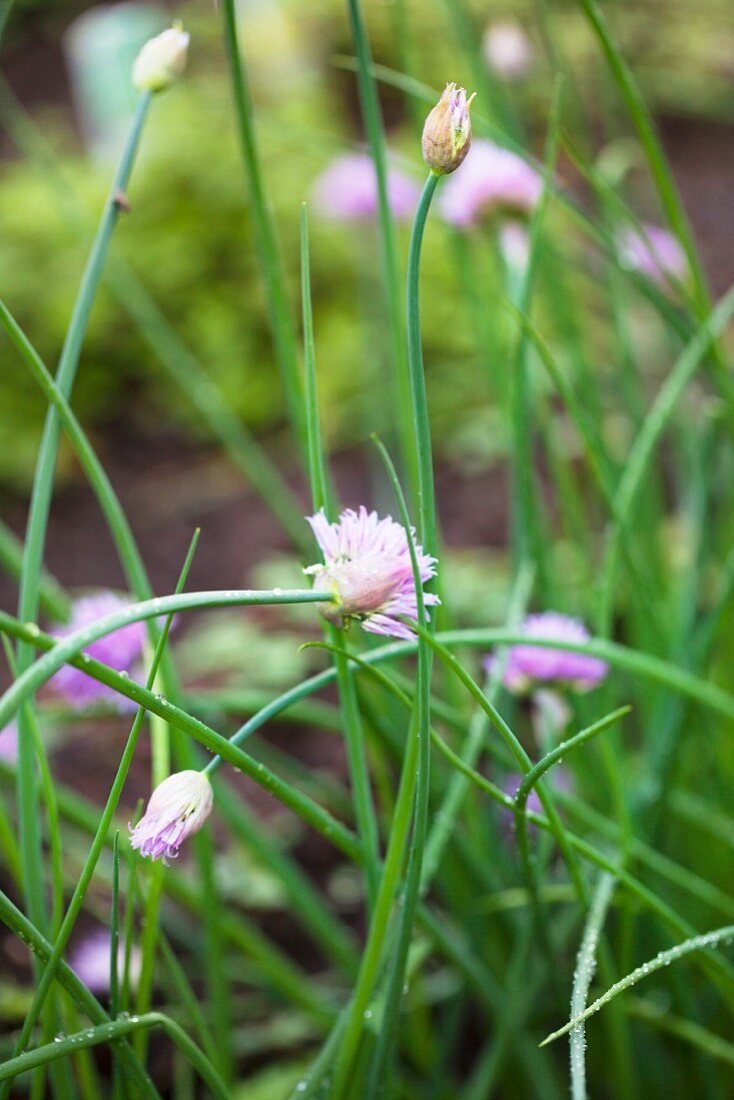 Flowering chives in a flower bed