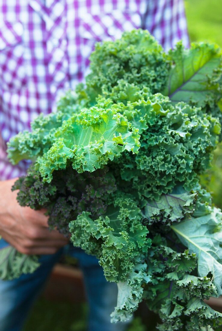 A man holding freshly harvested organic green kale