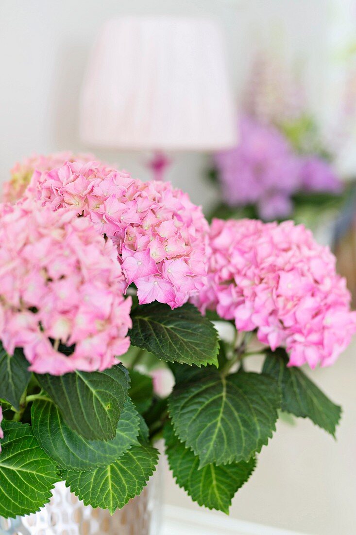 Pink hydrangea