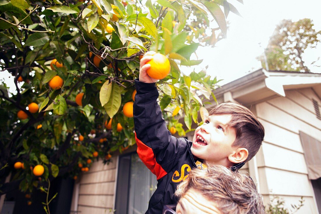 A little boy picking fruit from his father's shoulders