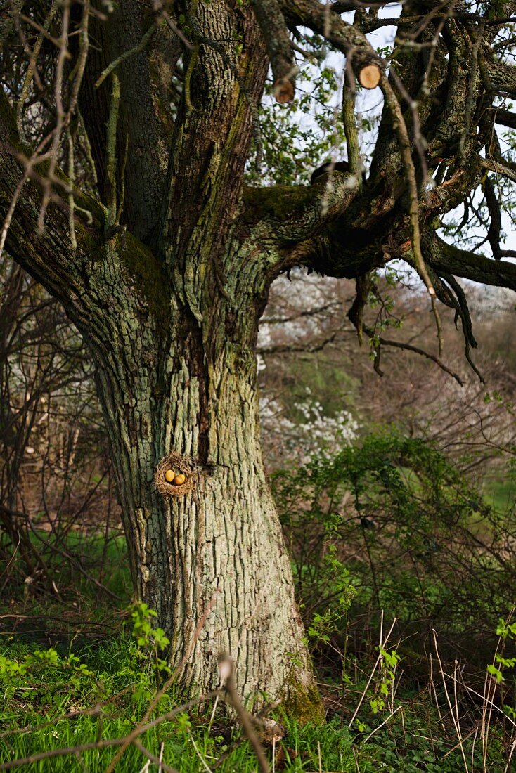 Mit Anattosaat gefärbte Eier im Strohnest an altem Kirschbaum