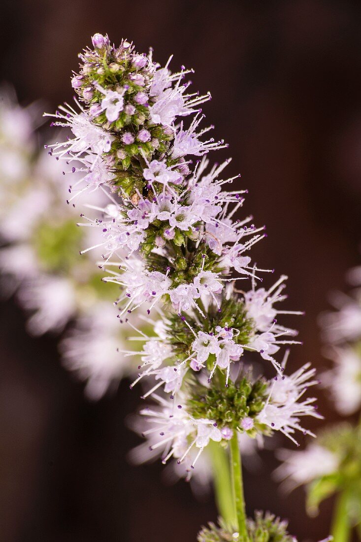 Flowering peppermint (close-up)
