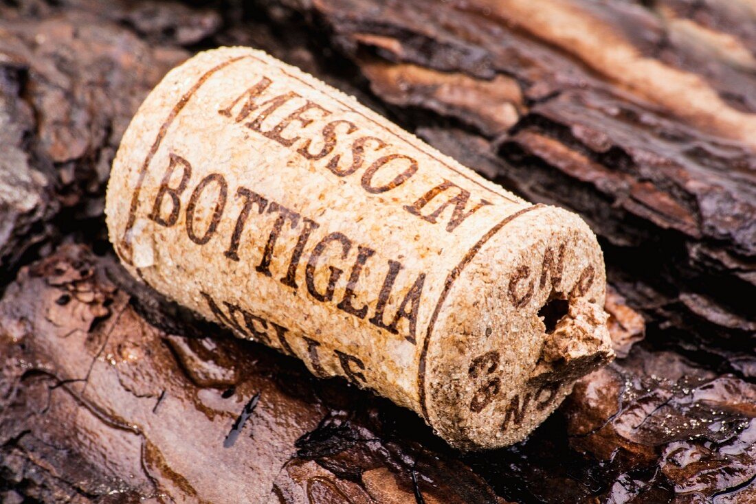 A wine cork on bark