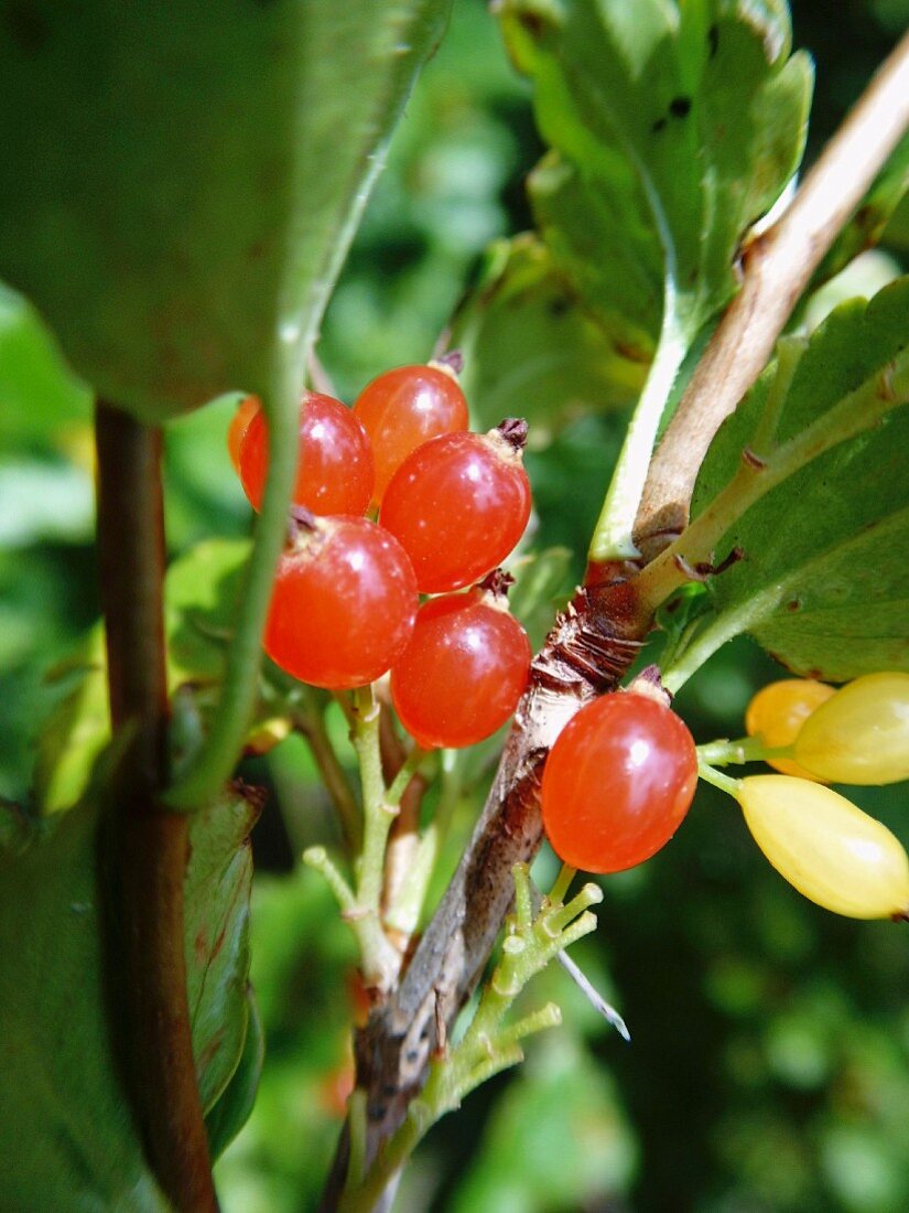 Wilde Johannisbeeren am Strauch