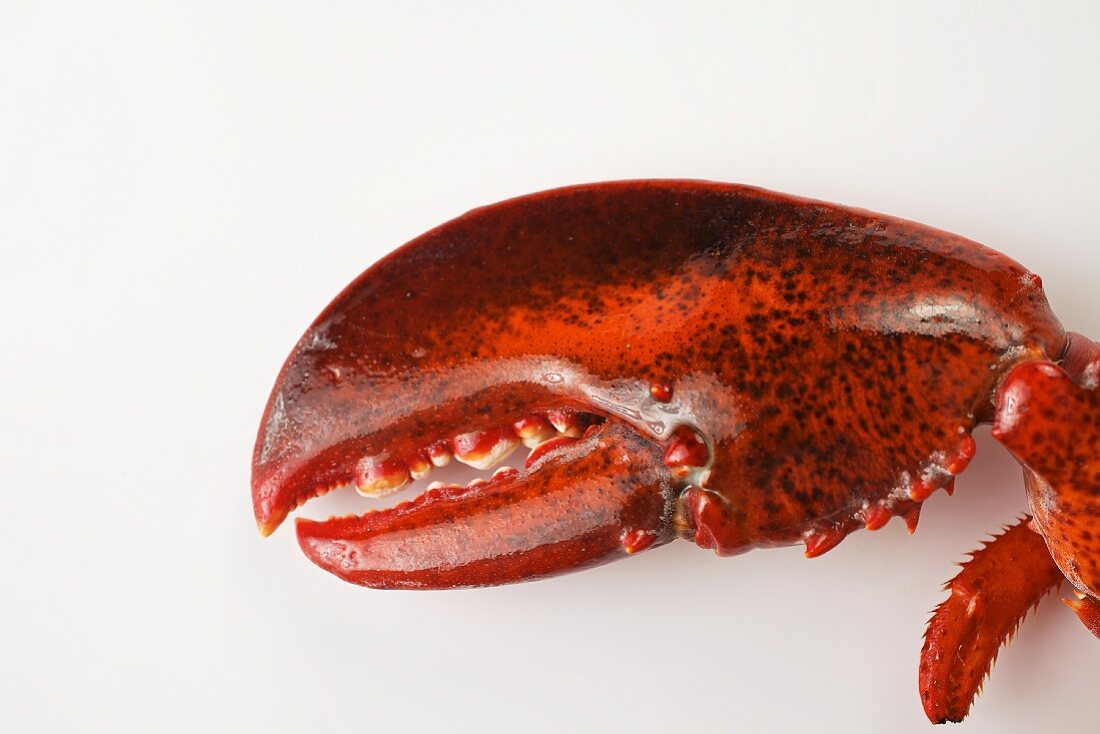 Detail of a lobster on a white surface