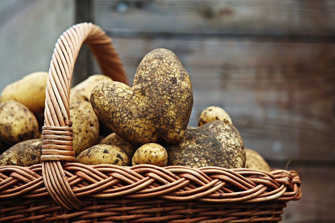 A basket of freshly harvested Ditta potatoes
