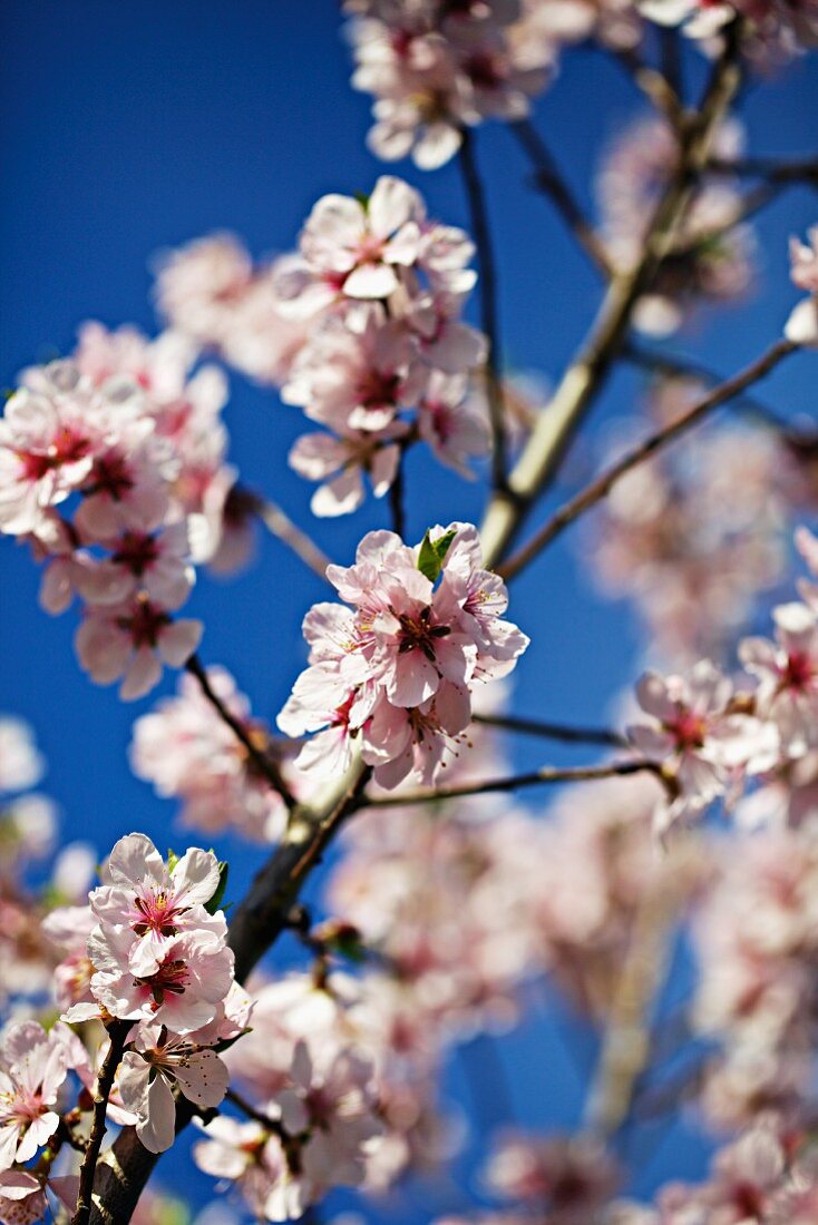 Pfirsichblüten am Baum