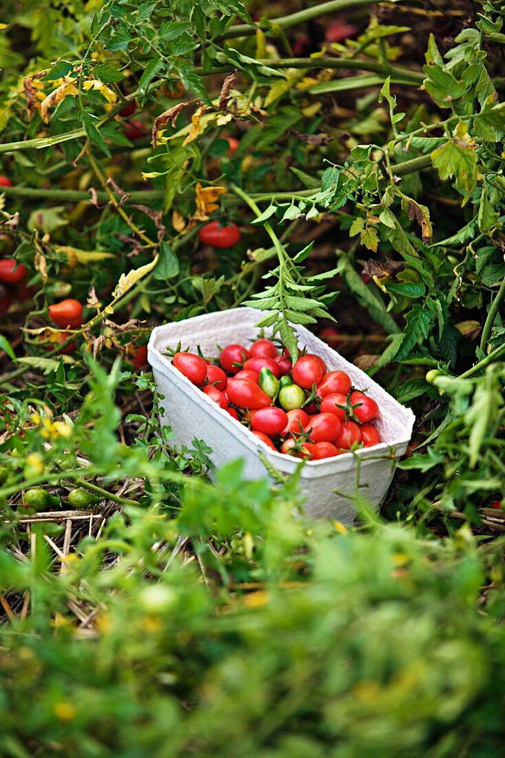 Tomatoes being harvested in the garden