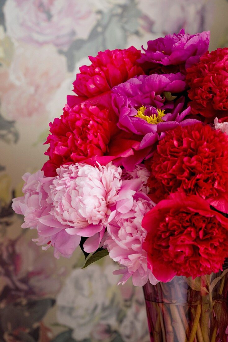 Magnificent bouquet of peonies in shade of red and pink against floral wallpaper