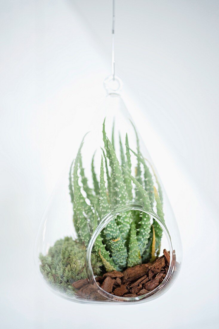 Suspended plexiglas vivarium containing succulents on bed of mulch