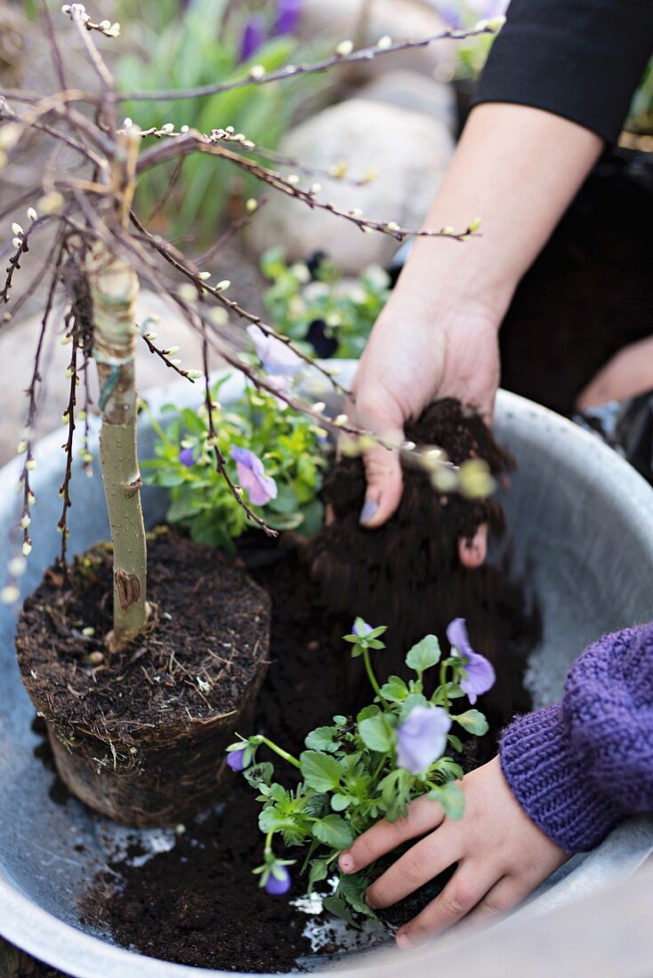 Hands of mother and child planting up an aluminium bowl with pussy willow and violas