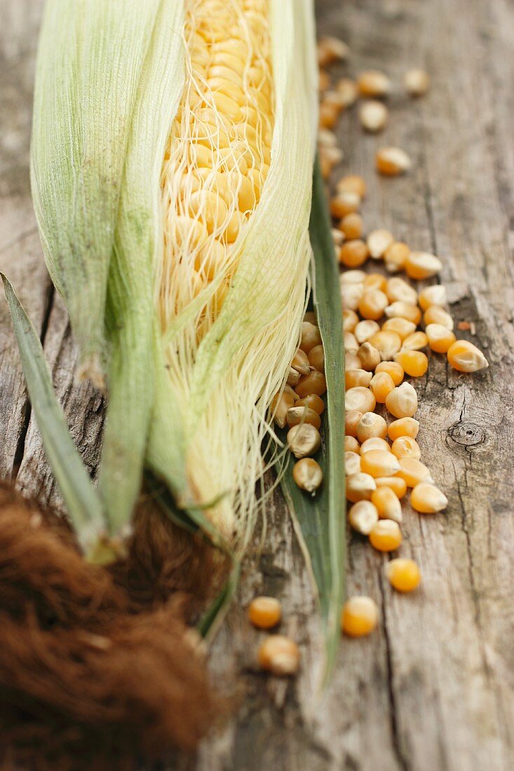 A corn cob and corn kernels on a wooden surface
