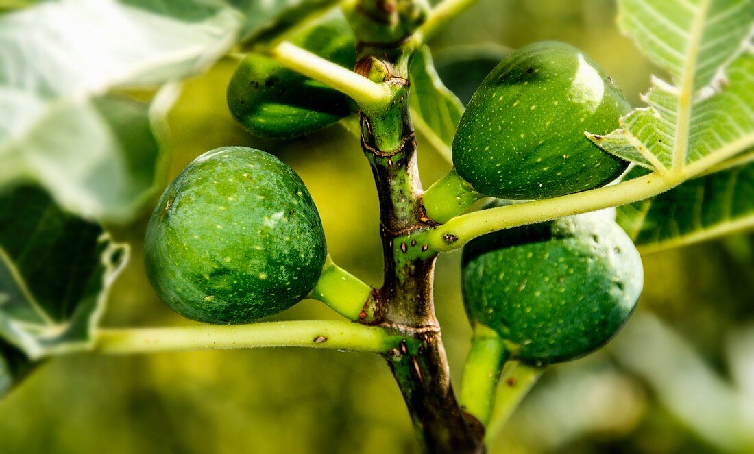 Green figs on a tree