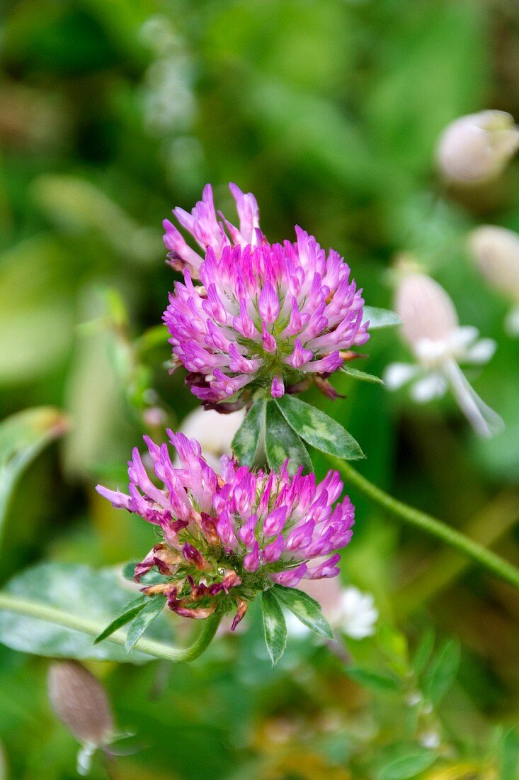 Purple clover leaves against a green background