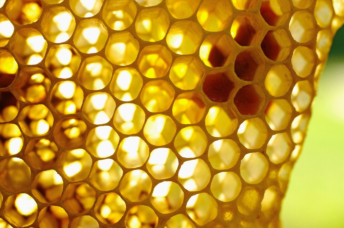 A honeycomb (close-up)