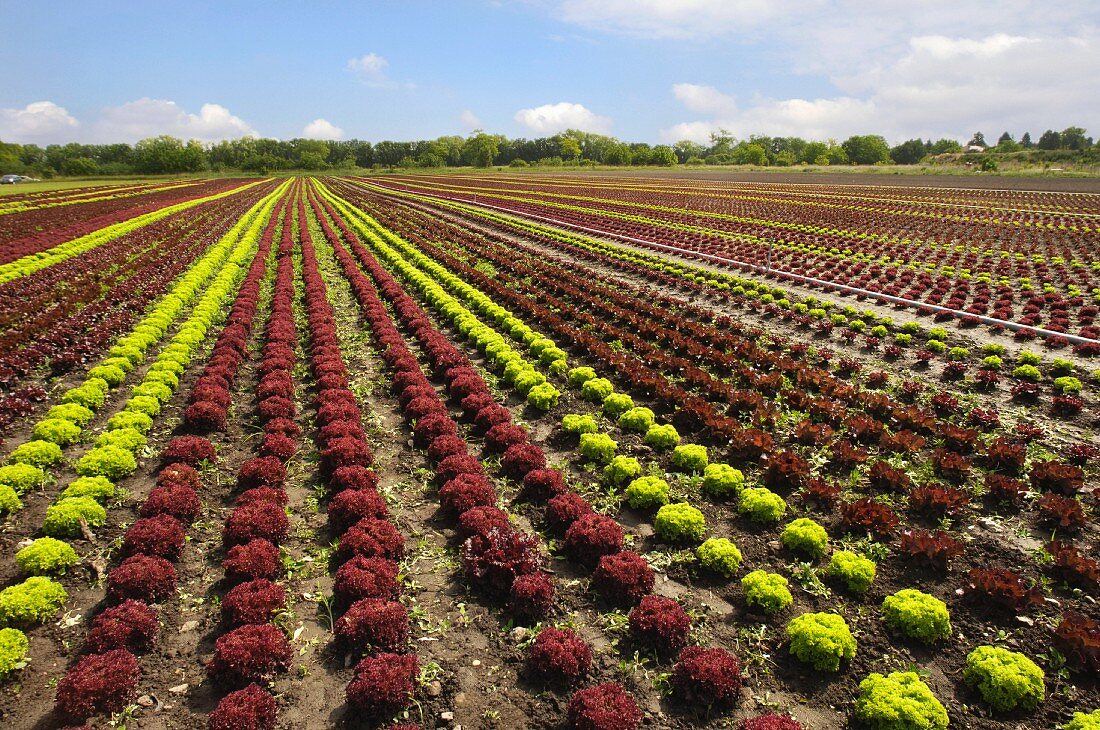 A field of lettuce (Austria)