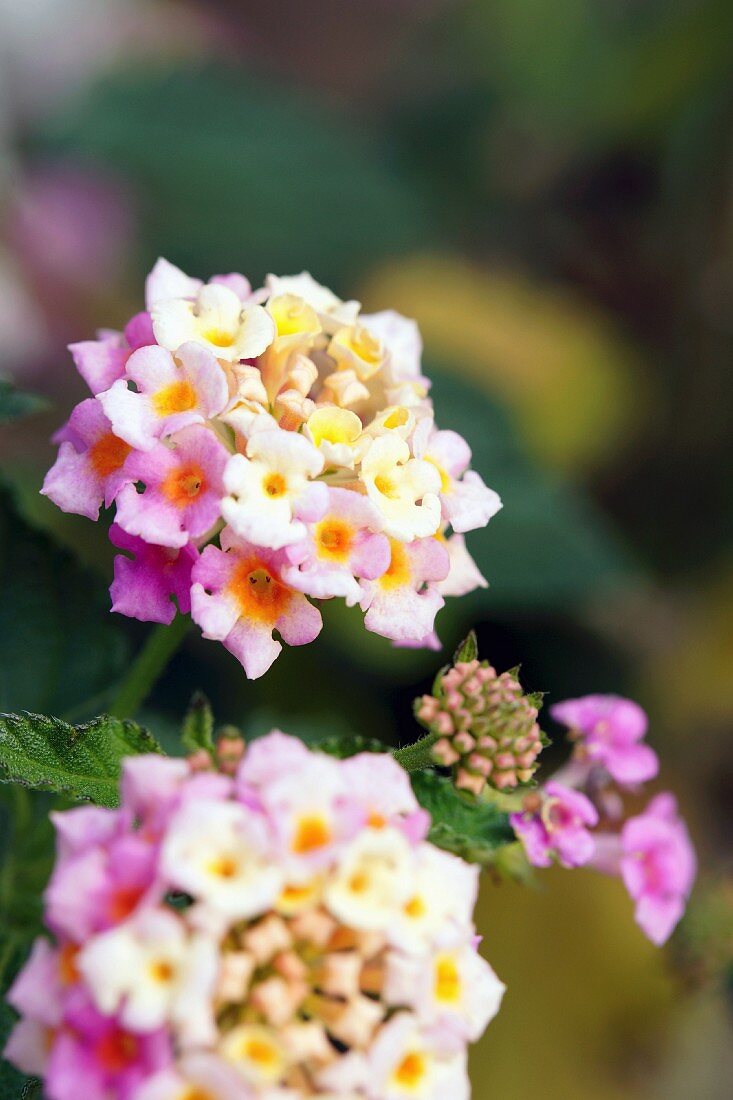 Flowers of shrub verbena (Lantana camara)