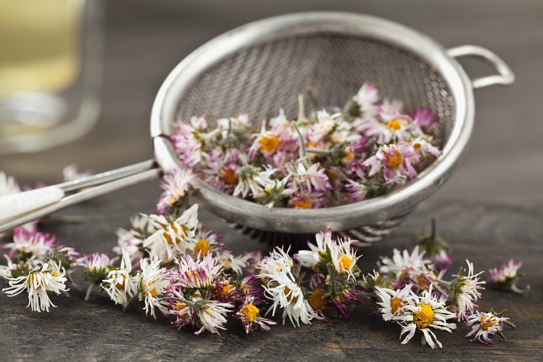 Dried daisies in a sieve for making daisy tea
