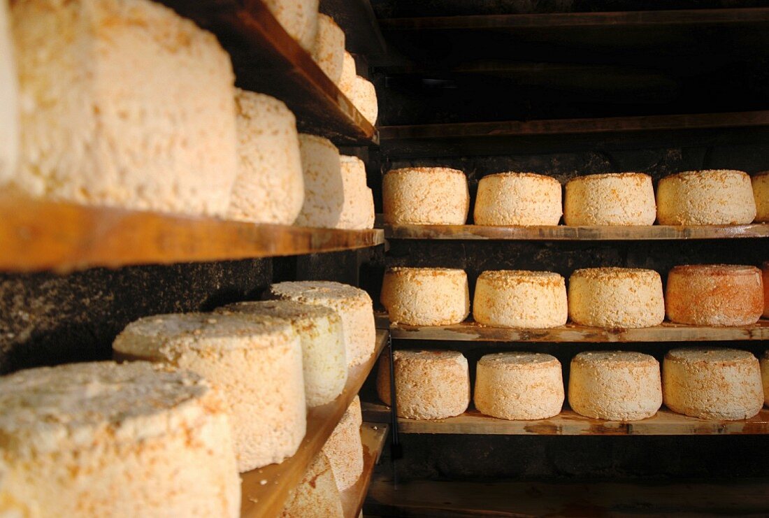 Montafoner cheese in a cellar