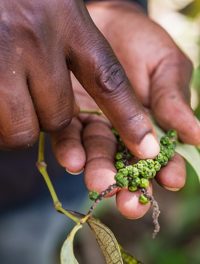 Hände halten grüne Pfefferrispen von einer Plantage in Sansibar