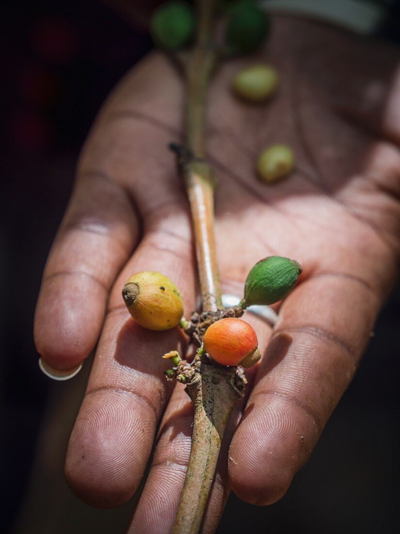 Hand hält Kaffeebohnen von einer Plantage auf Sansibar