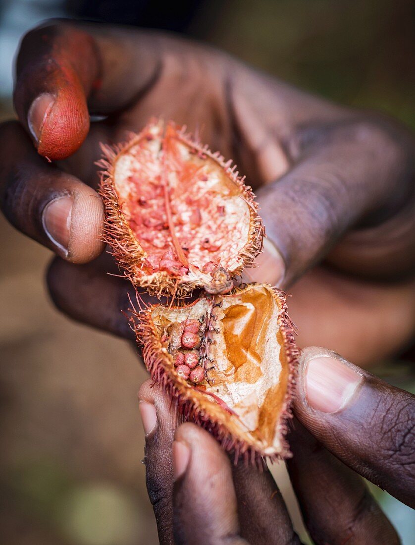 Hände halten geöffnete Achiote-Samenkapsel auf der Insel Sansibar