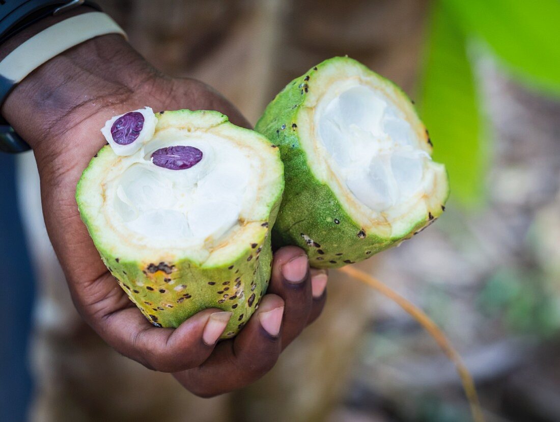 Person hält eine geöffnete Kakaofrucht (Zanzibar)