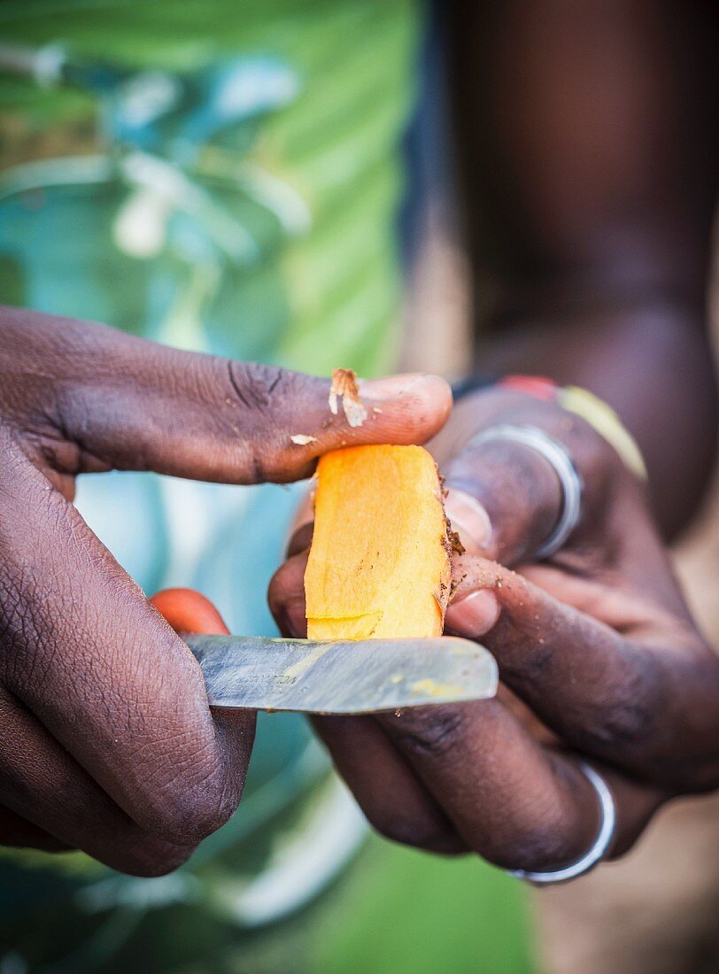 A person cutting turmeric root on a spice plantation (Zanzibar)