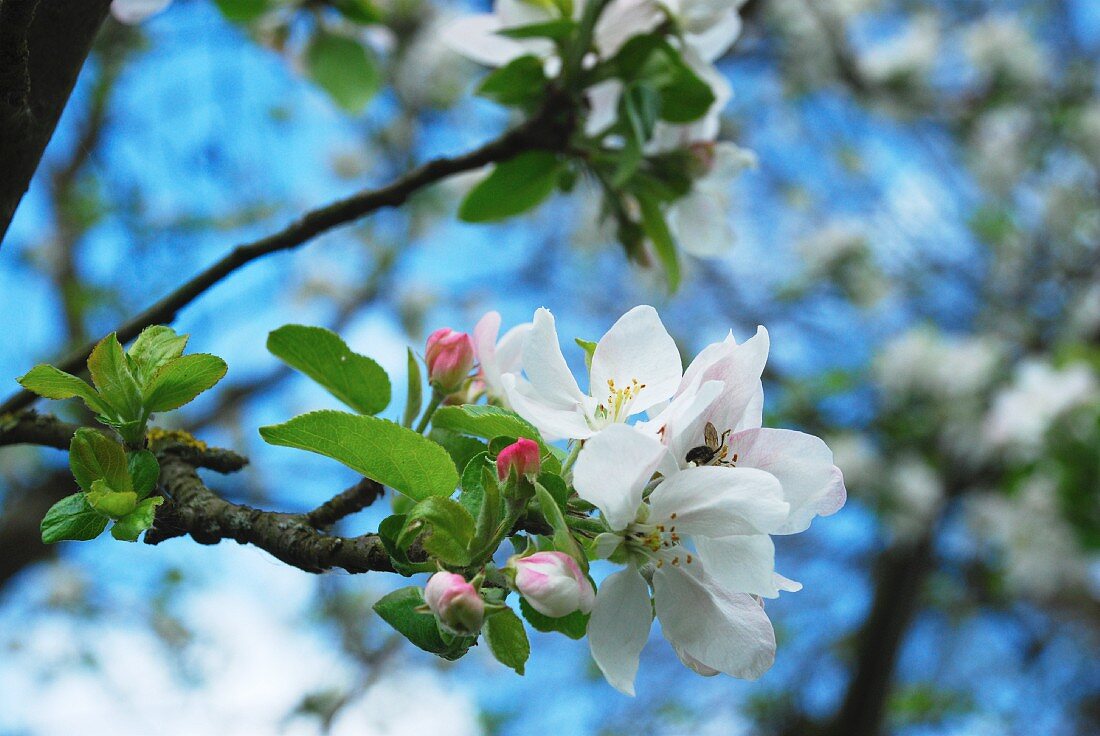 Apple blossom on the branch (close-up)