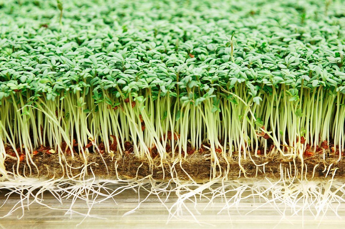 Fresh cress in a greenhouse
