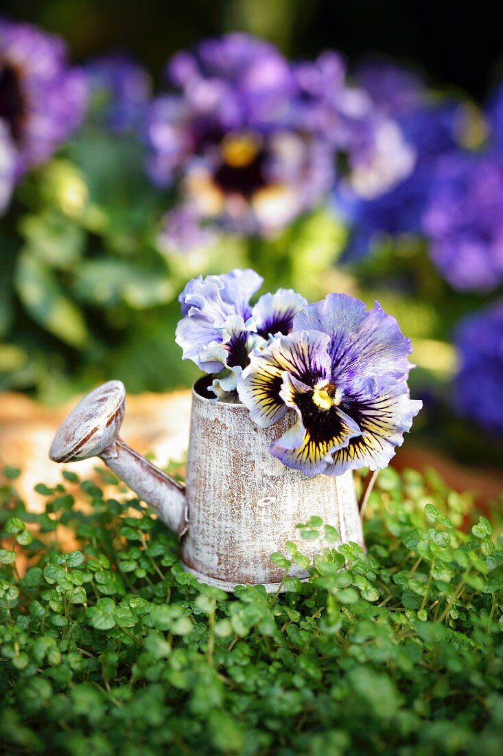 Mind-your-own-business plant and violas in miniature watering can