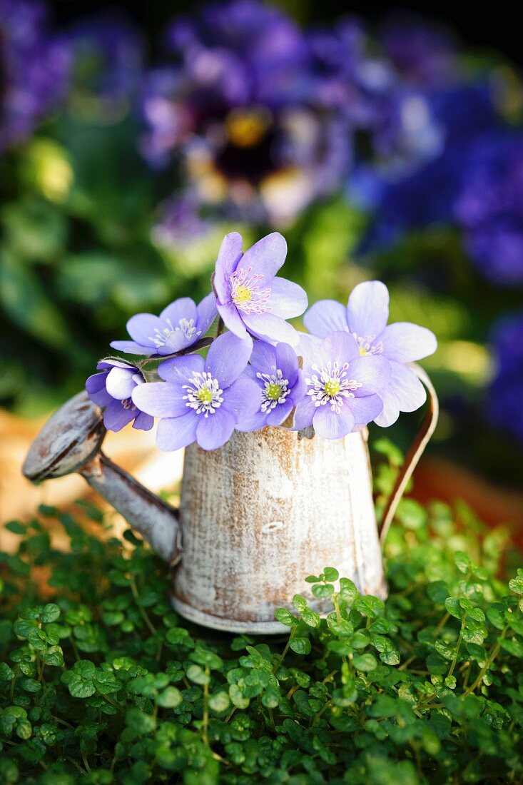 Bubikopf dekoriert mit Leberblümchen in Minigiesskanne