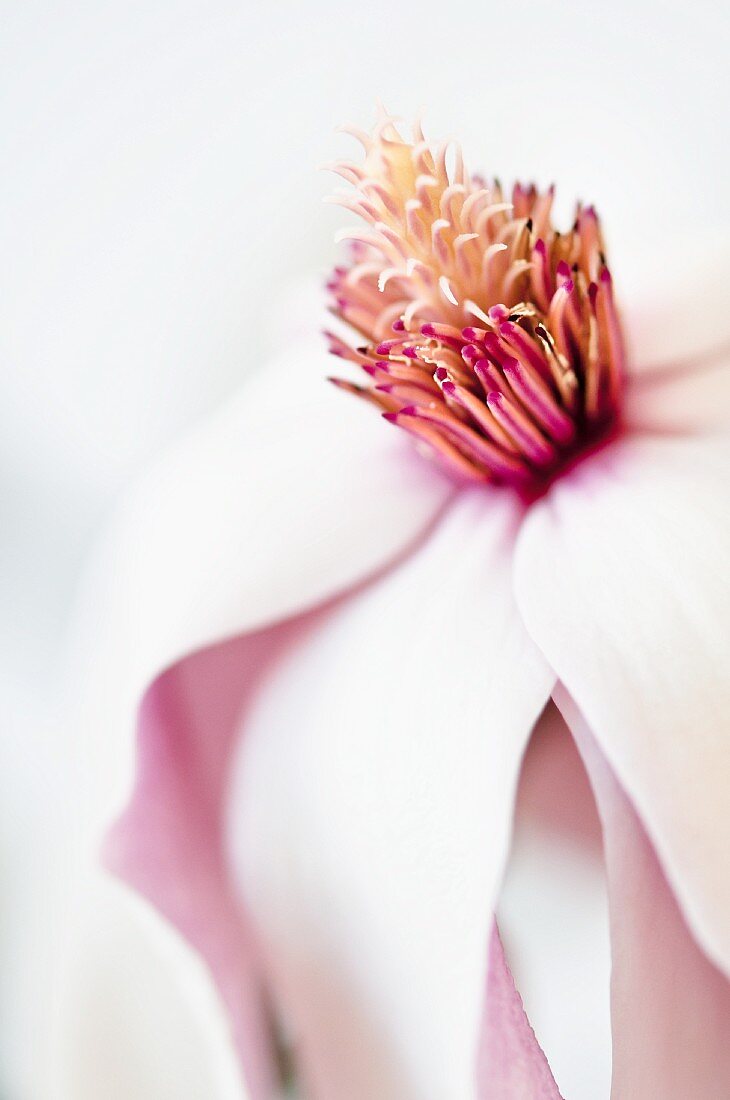 Open magnolia flower (close-up)