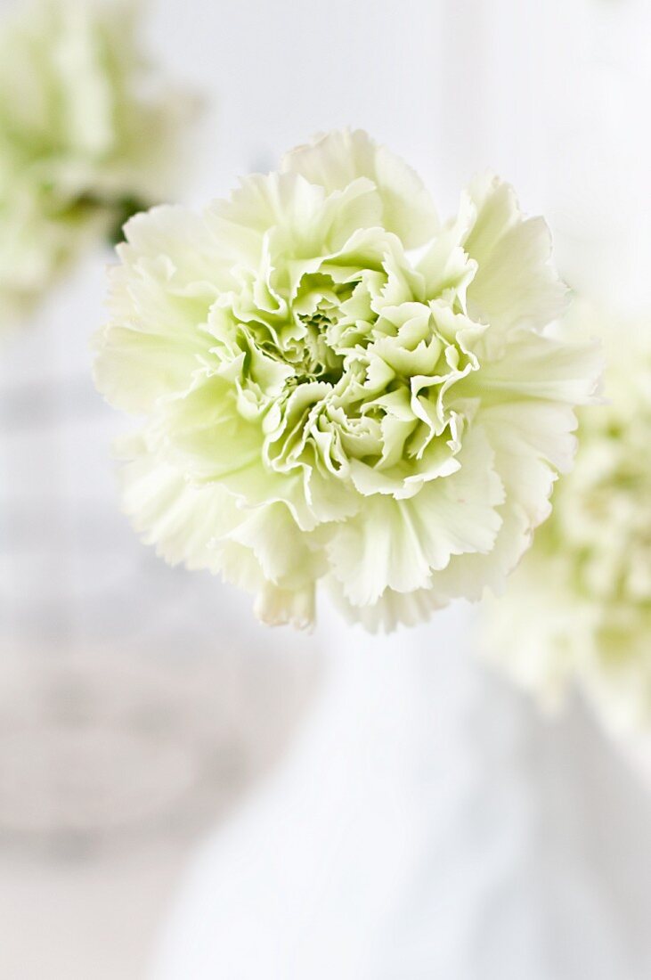 Pale green 'Goblin' carnation (close-up)