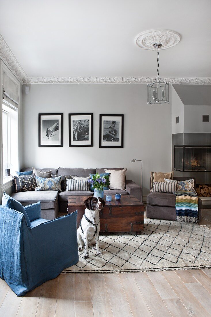 Sofa group, trunk table and blue loose-covered armchair in period apartment with stucco frieze; dog on rug