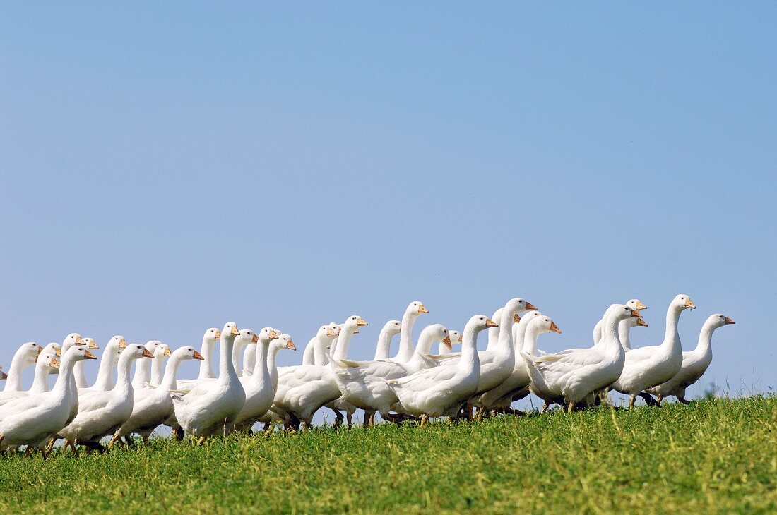 Freilaufende Gänse auf einem Bergbauernhof in Oberösterreich