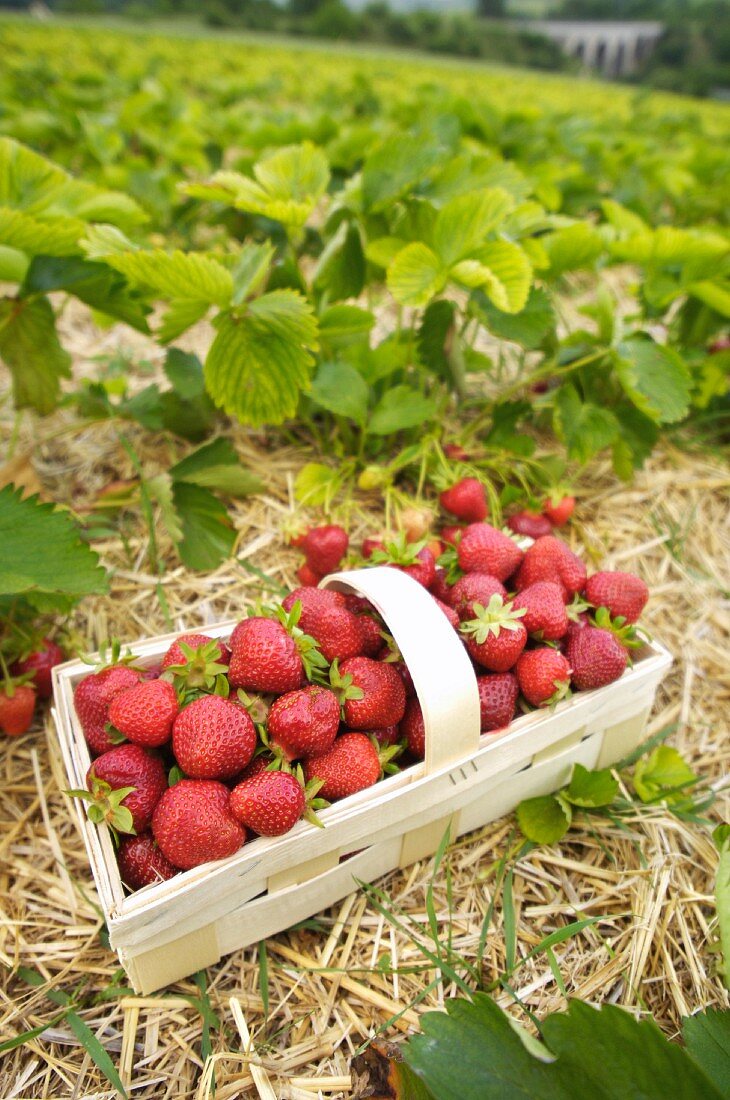 A basket of freshly picked strawberries in a strawberry field (Burgenland, Austria)