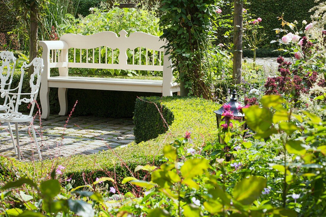 Low, curved hedge surrounding sunny seating area in garden with white bench