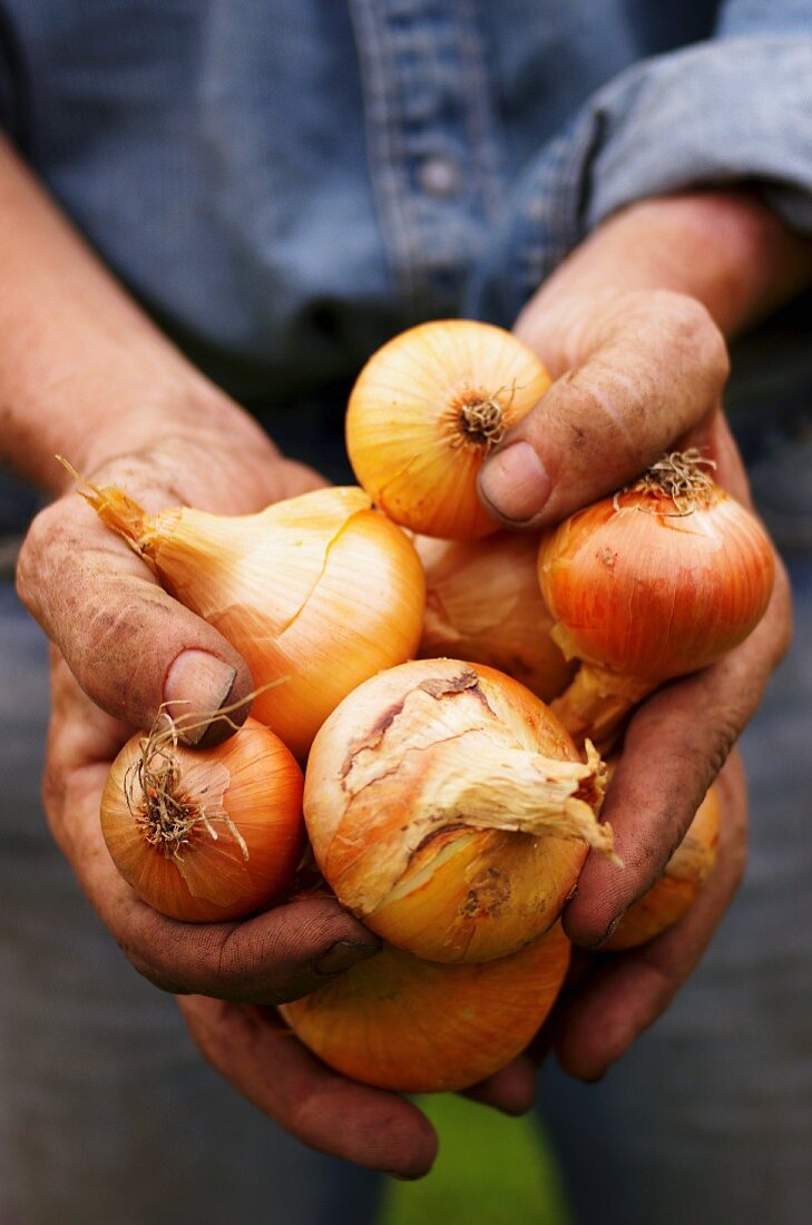 A man with dirty hands holding freshly harvested onions (Allium cepa)